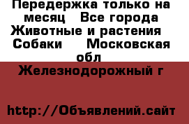 Передержка только на месяц - Все города Животные и растения » Собаки   . Московская обл.,Железнодорожный г.